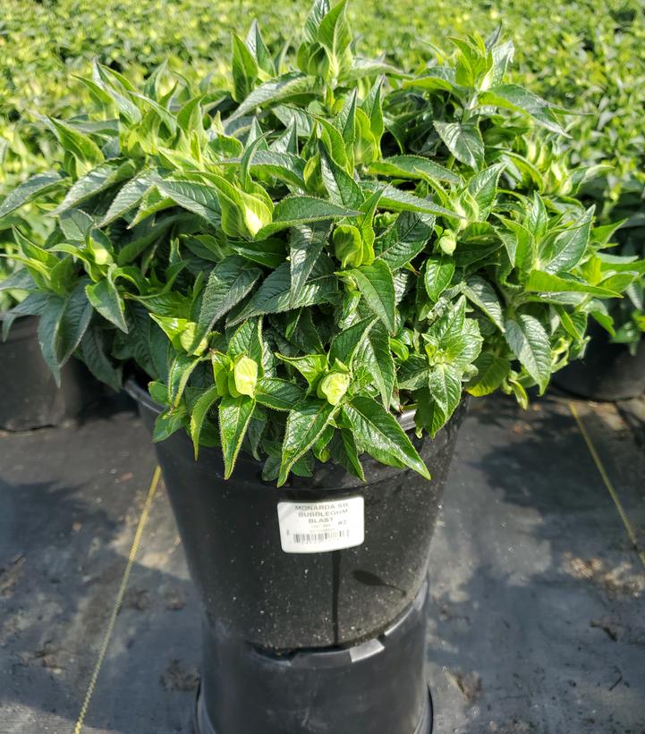 Monarda Sugar Buzz™ Bubblegum Blast