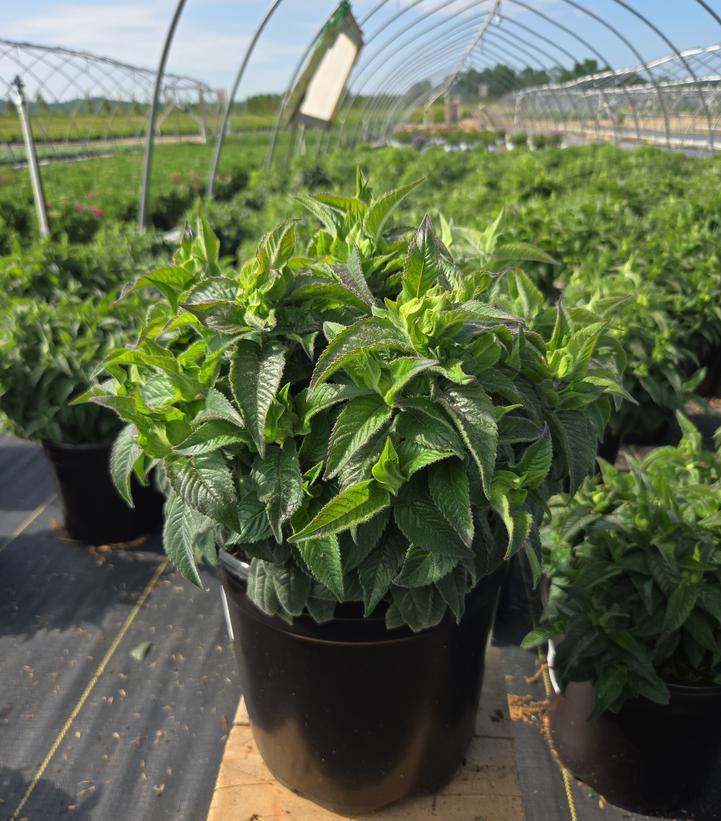 Monarda Sugar Buzz® Cherry Pops