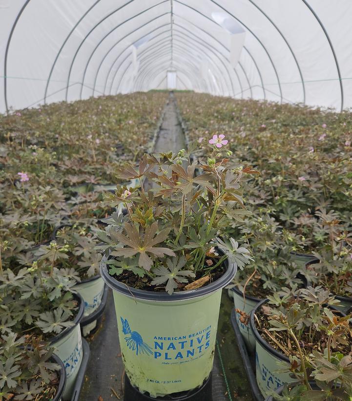 Geranium maculatum Espresso