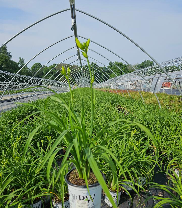 Hemerocallis Rainbow Rhythm® Rainbow Rhythm® Going Bananas