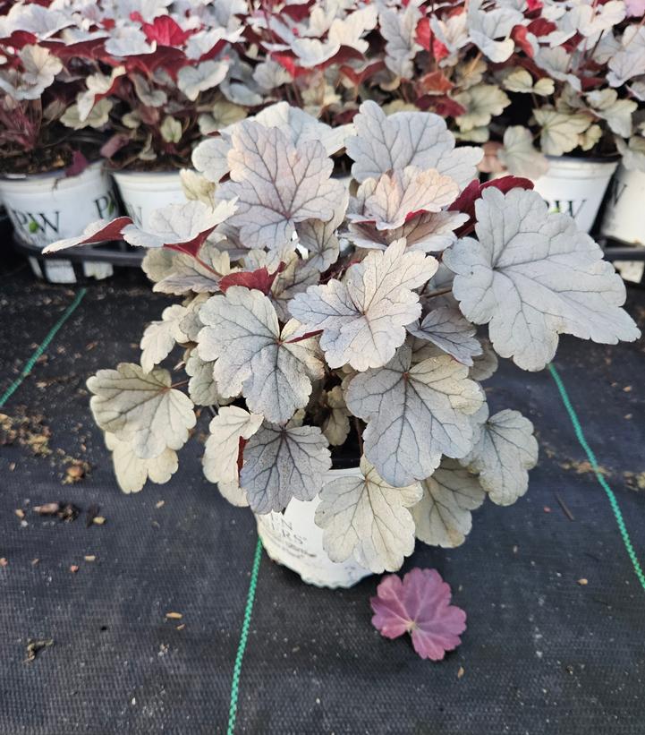 Heuchera hybrid Dolce® Dolce® Silver Gumdrop