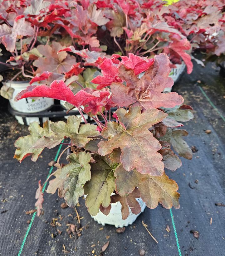 Heucherella hybrid Fun and Games® Fun and Games® Red Rover