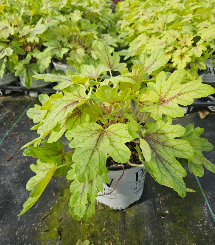 Heucherella hybrid Fun and Games® Fun and Games® 'Eye Spy'