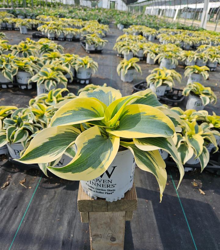 Hosta hybrid Shadowland® Shadowland® 'Autumn Frost'