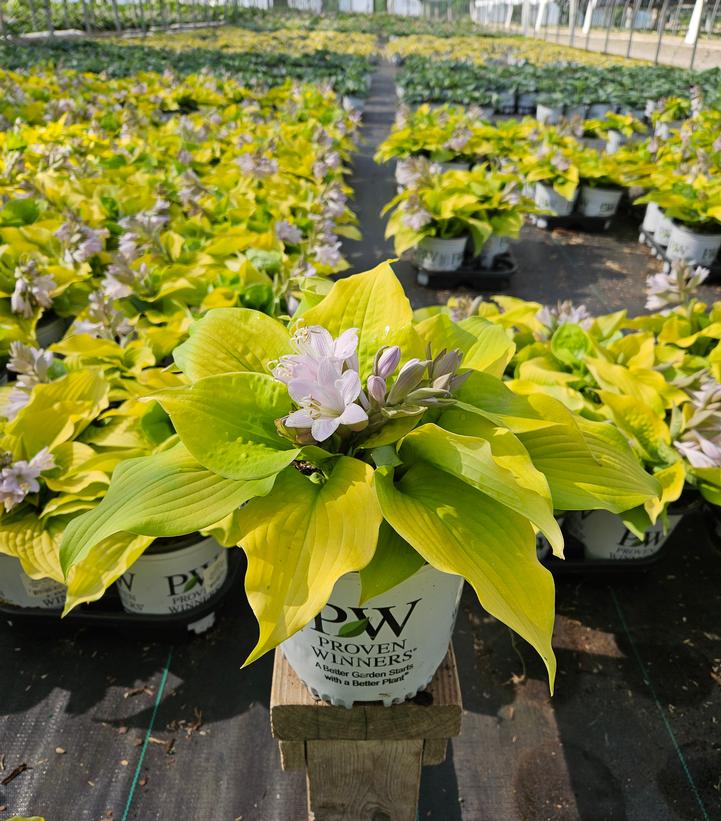 Hosta hybrid Shadowland® Shadowland® 'Coast to Coast'