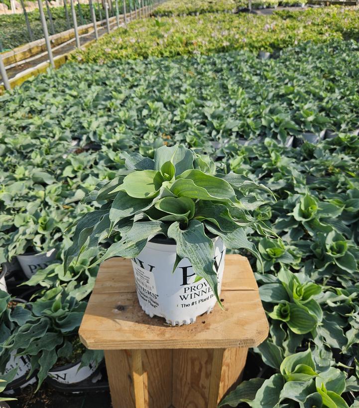 Hosta hybrid Shadowland® Shadowland® 'Waterslide'
