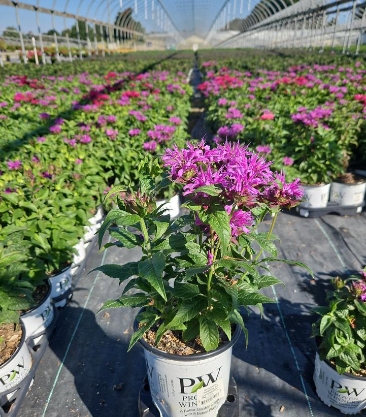 Monarda didyma Pardon My Lavender