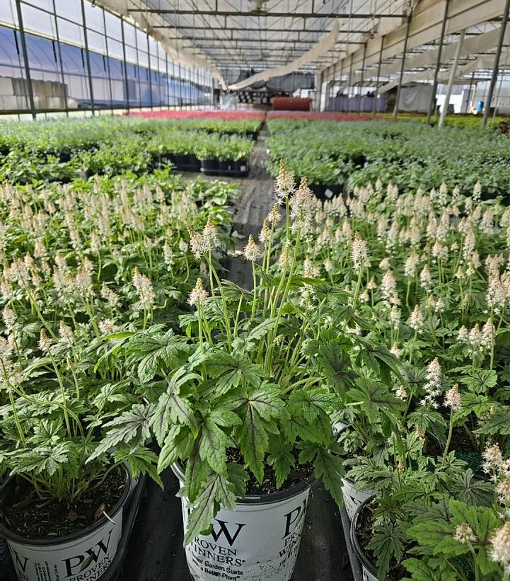 Tiarella x 'Cutting Edge'