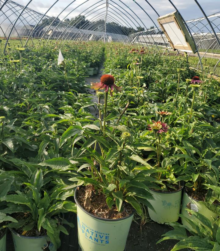 Echinacea purpurea 'Green Twister'