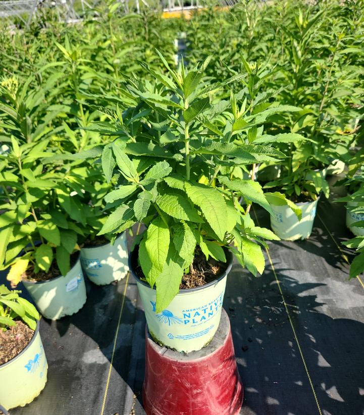 Vernonia noveboracensis 