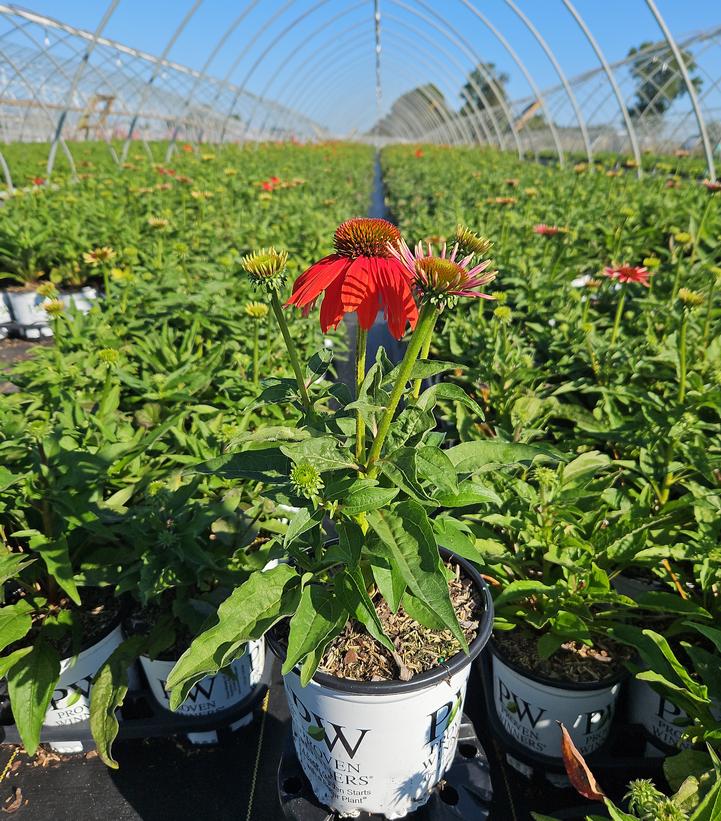 Echinacea x SUMMERSONG™ Firefinch™