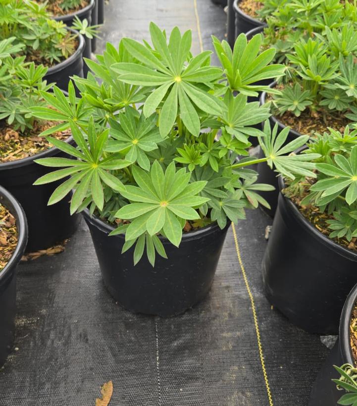 Lupinus polyphyllus 'Gallery Pink'