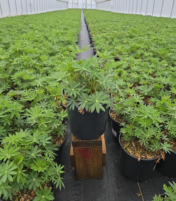 Lupinus Russell Hybrids Mix