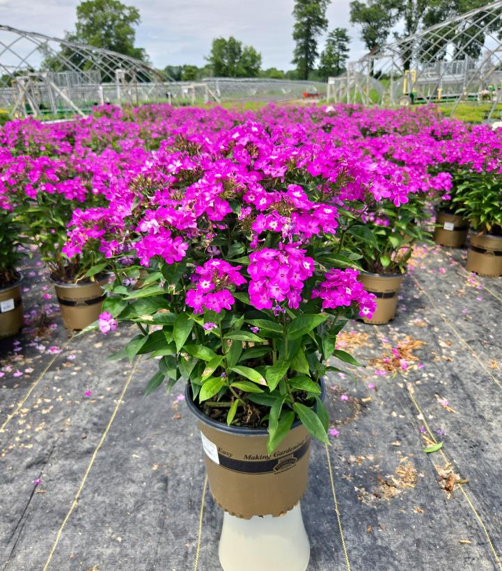 Phlox Volcano® Volcano® Purple with White Eye