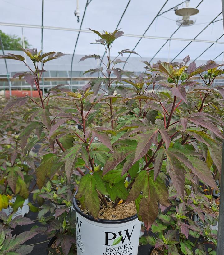 Hibiscus x Summerific® Berry Awesome