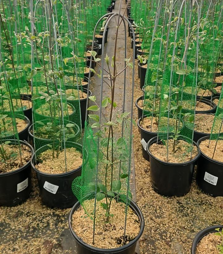 Clematis x 'Jackmanii Superba'