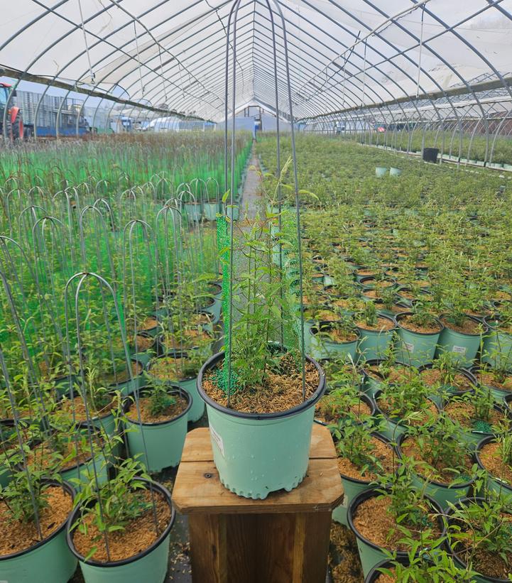 Clematis x Boulevard® Edda™