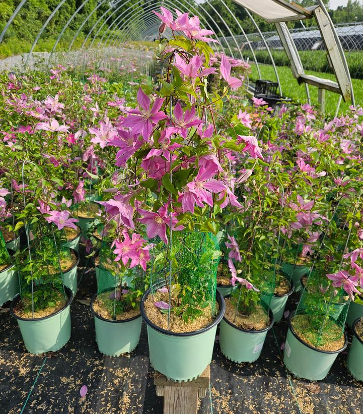 Clematis x Sally™