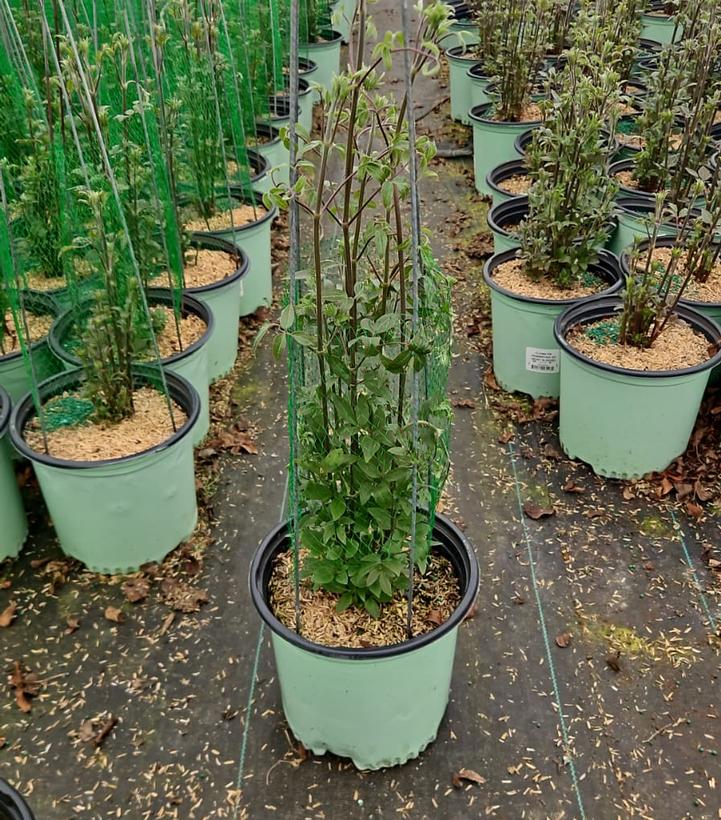 Clematis x Samaritan Jo™