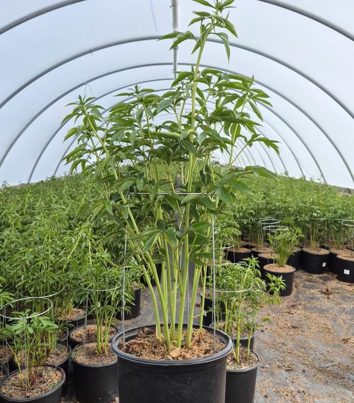 Paeonia lactiflora 'Duchesse De Nemours'