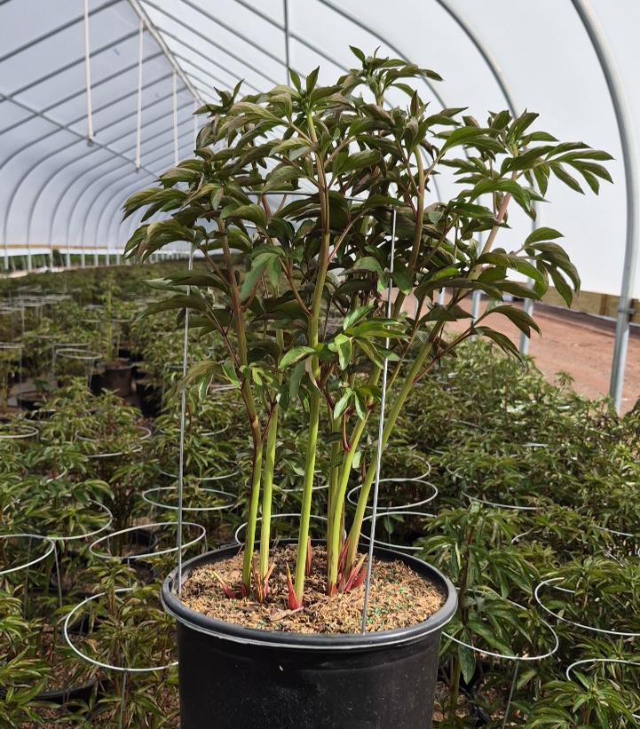 Paeonia lactiflora 'Festiva Maxima'