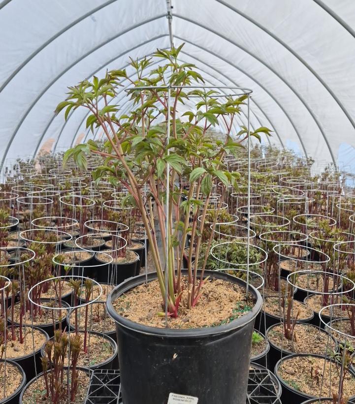 Paeonia lactiflora 'Karl Rosenfield'