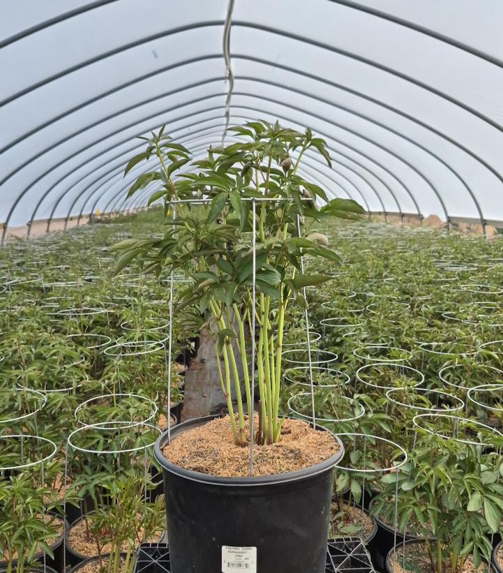 Paeonia lactiflora 'Sarah Bernhardt'