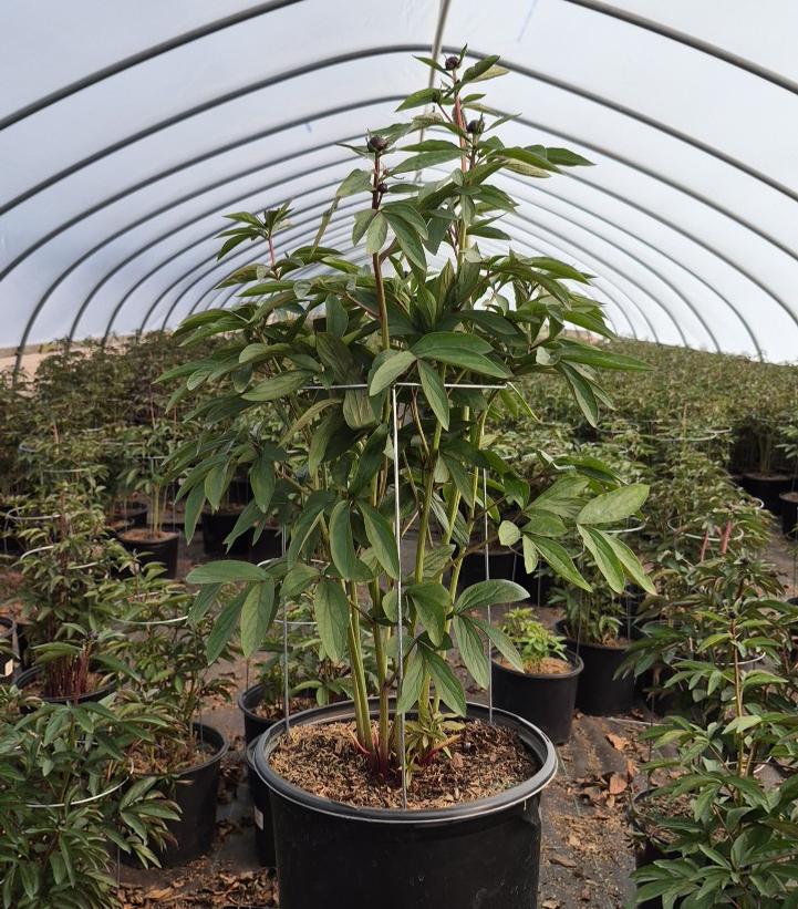 Paeonia lactiflora 'Kansas'