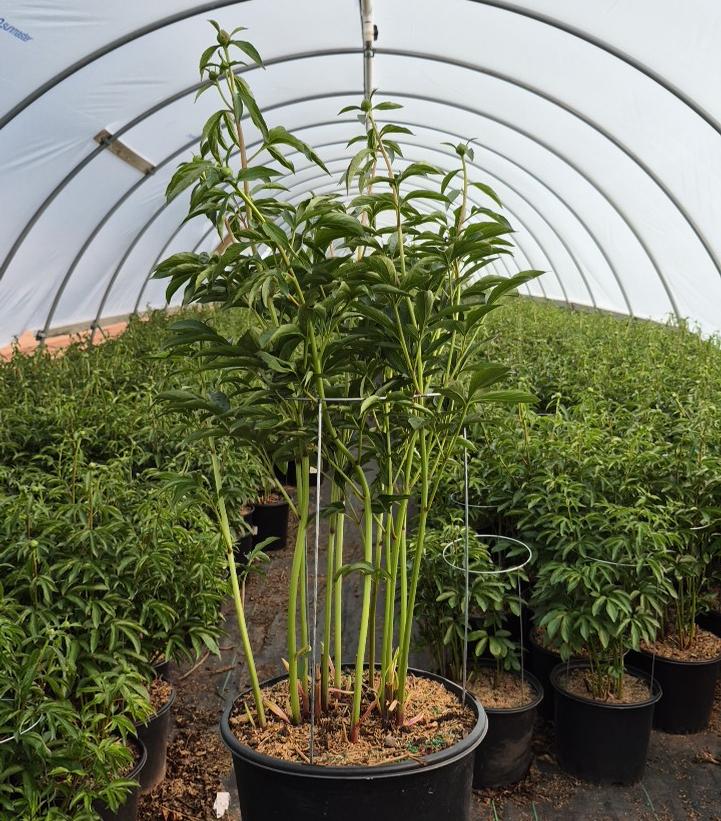 Paeonia lactiflora 'Monsieur Jules Elie'