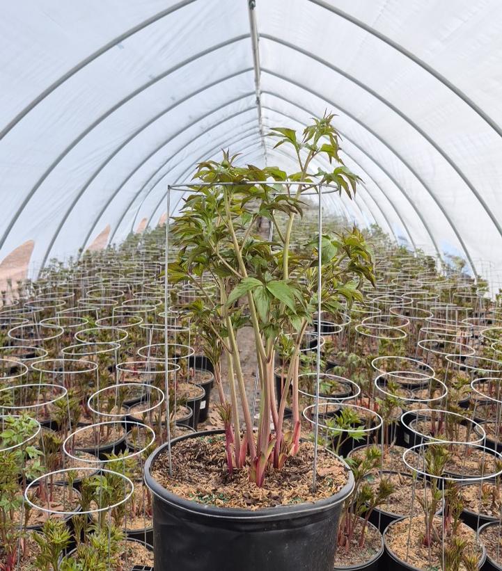 Paeonia lactiflora 'Shirley Temple'