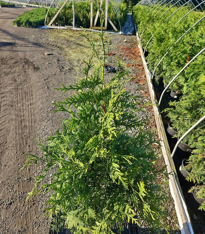 Thuja x 'Green Giant'