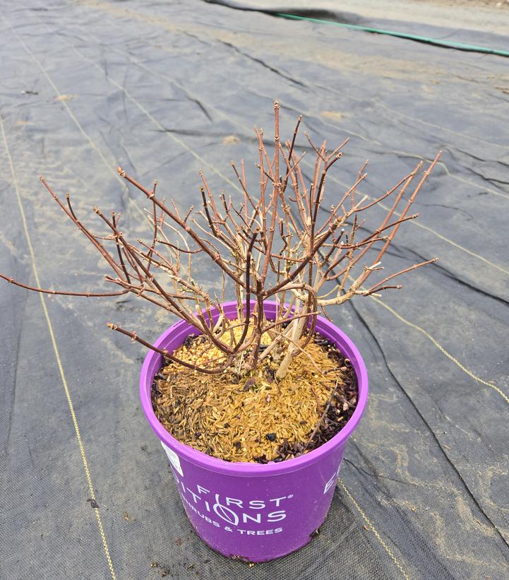 Hydrangea paniculata Strawberry Sundae®