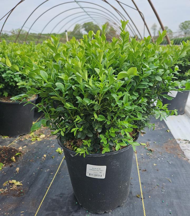 Buxus microphylla var. japonica Green Velvet