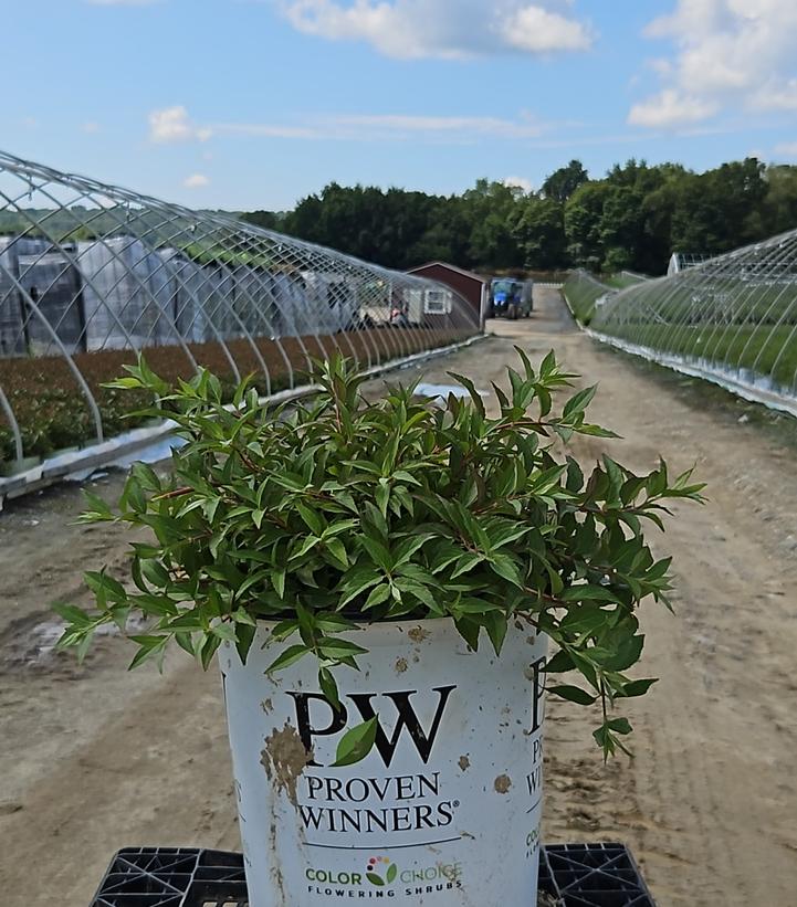 Deutzia x Yuki Cherry Blossom®