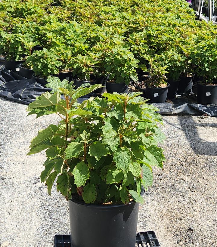Hydrangea quercifolia Snow Queen™