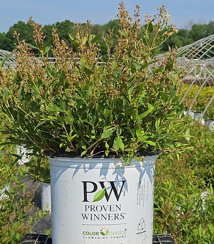 Deutzia x Yuki Snowflake®