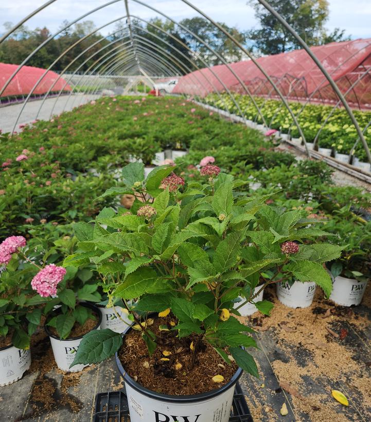 Hydrangea arborescens Invincibelle® Invincibelle® Ruby