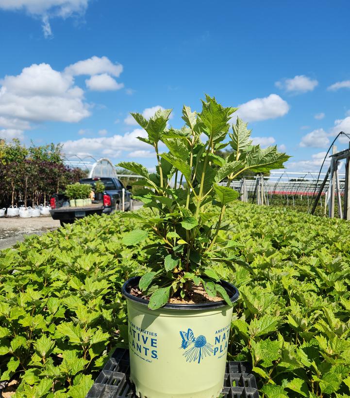 Hydrangea quercifolia 'Alice'