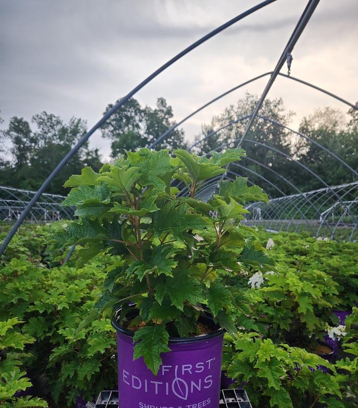 Hydrangea quercifolia Jetstream™