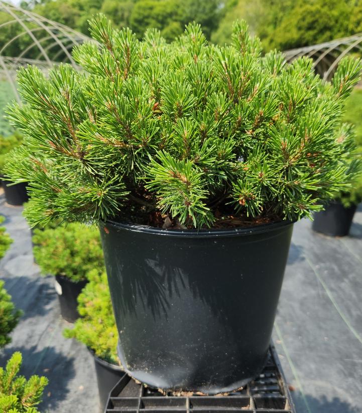Pinus mugo 'Slowmound'