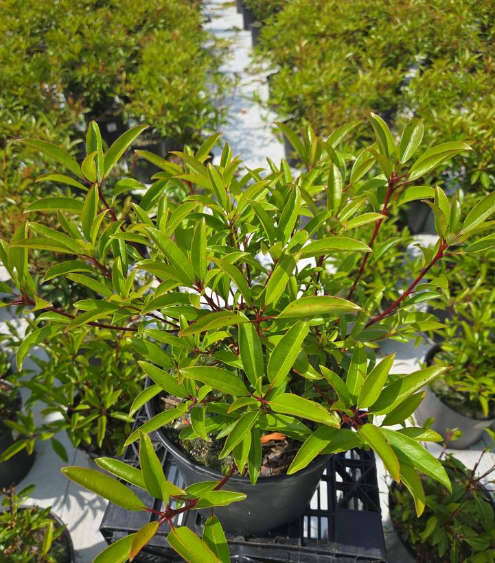 Kalmia latifolia Kaleidoscope