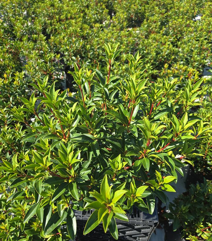 Kalmia latifolia Raspberry Glow