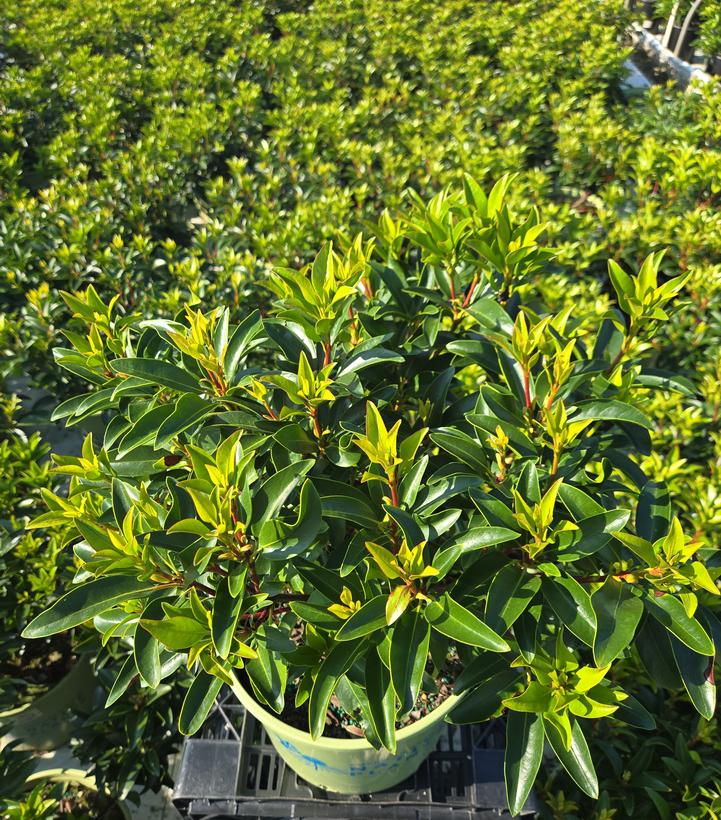 Kalmia latifolia Keepsake