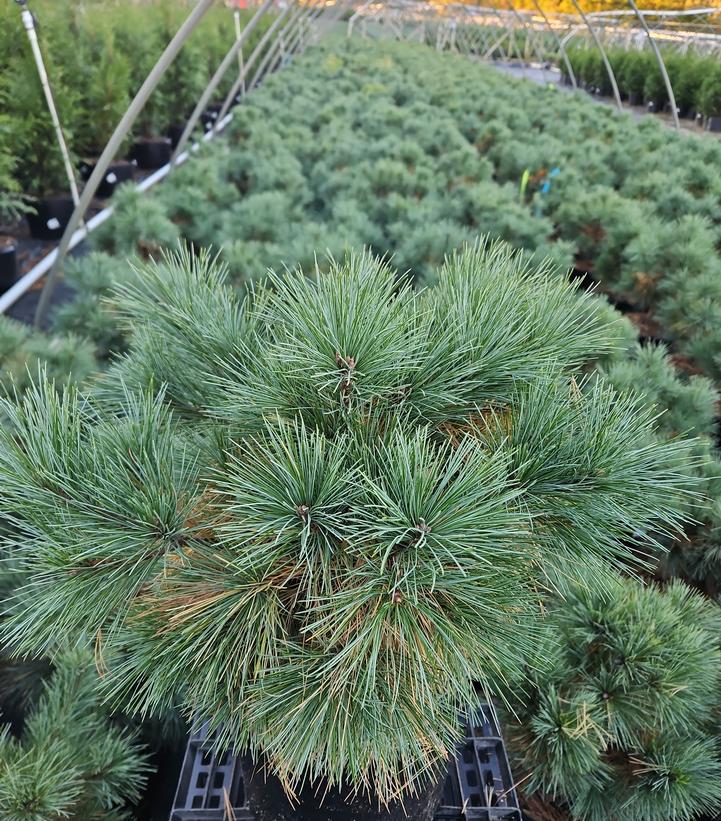 Pinus strobus Connecticut Slate