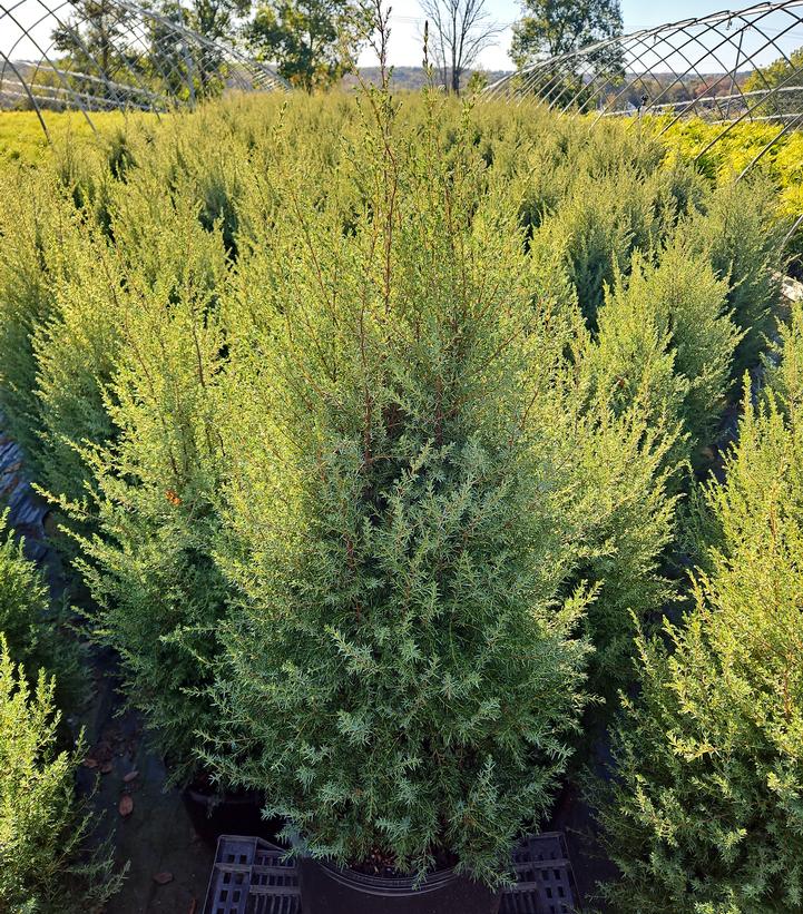 Juniperus communis Gnom