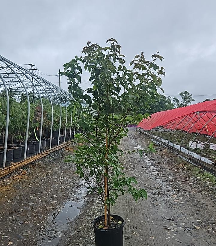 Cornus kousa Scarlet Fire®