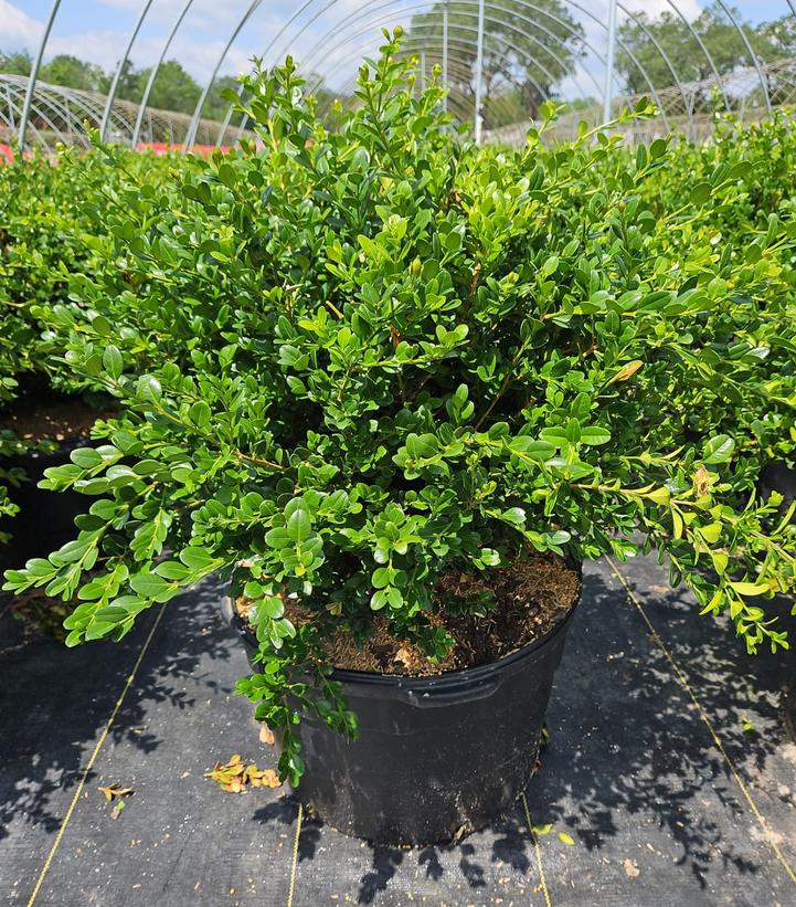 Buxus microphylla var. japonica 'Winter Gem'