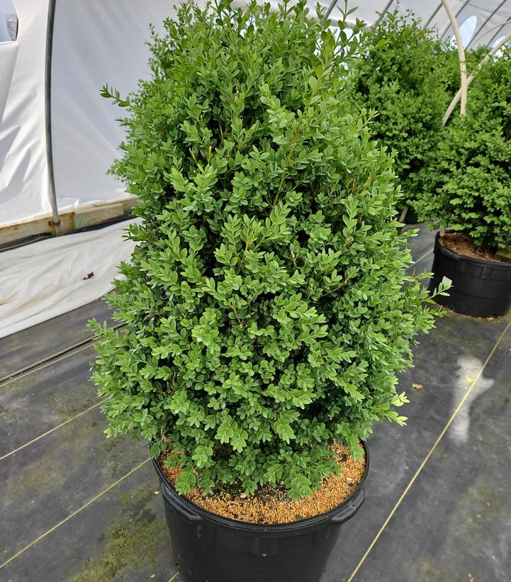 Buxus sempervirens x sinica var. insularis 'Green Mountain'