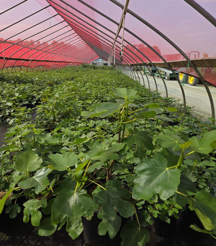 Ficus Italian Everbearing
