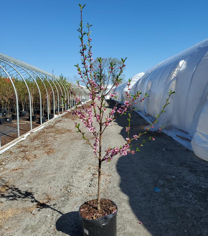 Prunus persica 'Redhaven'